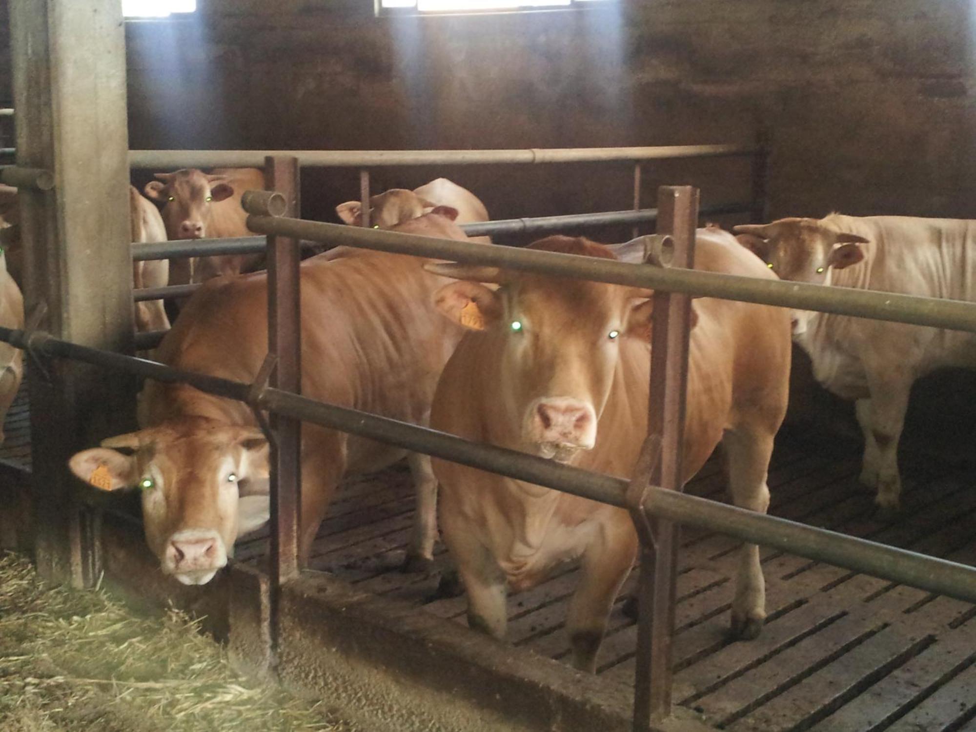 וליג'יו סול מיניציו Agriturismo Ca' Del Gal מראה חיצוני תמונה